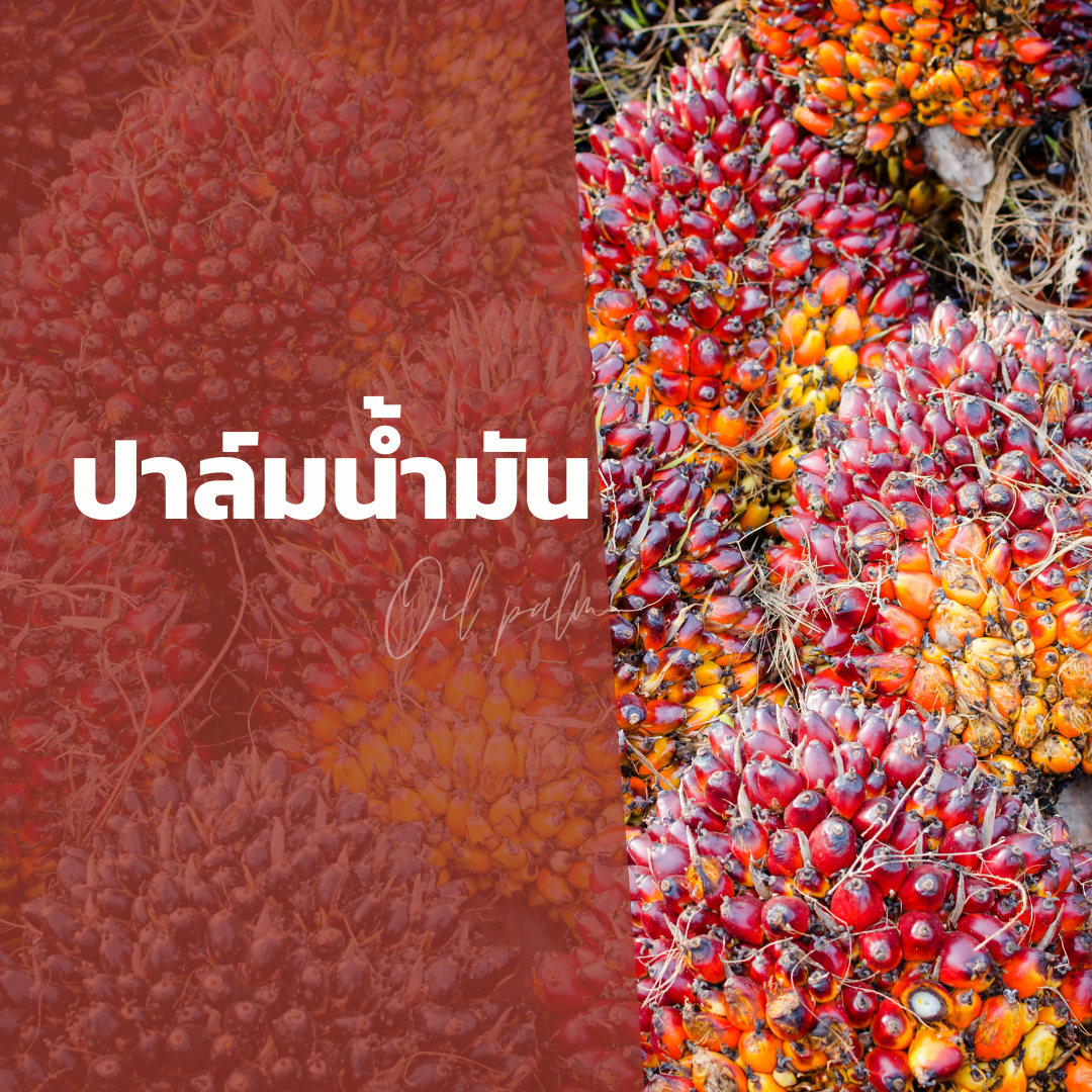 ปาล์มน้ำมัน