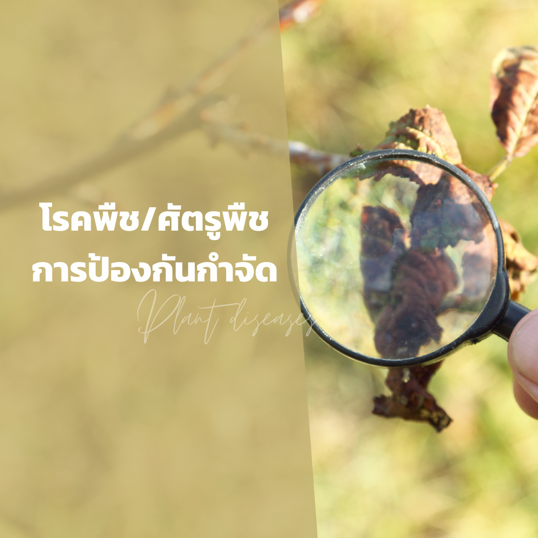 โรคพืช/ศัตรูพืช/การป้องกันและการกำจัด