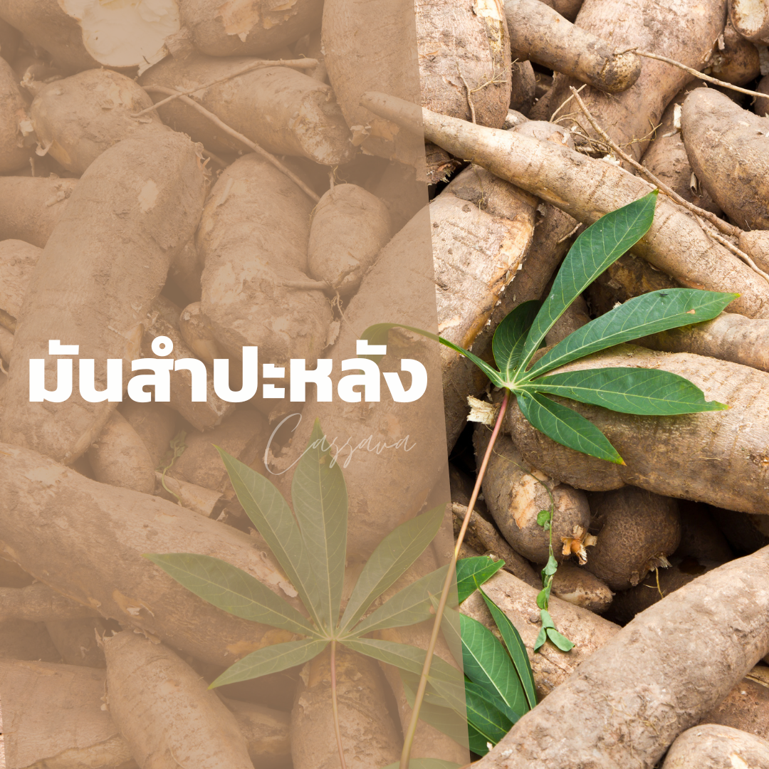 มันสำปะหลัง